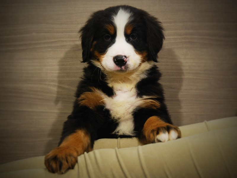 Bernese Mountain Dog Dog Male Tri-Colored 17104