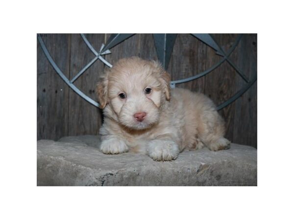 Australian Shepherd/Poodle-DOG-Female-Tan-17116-Petland Iowa City, Iowa