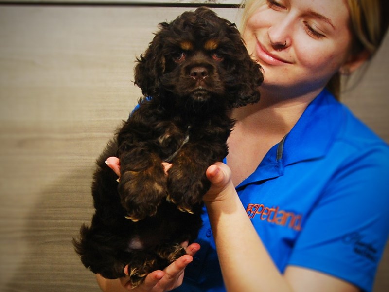 Cocker Spaniel Dog Male Brown 17098