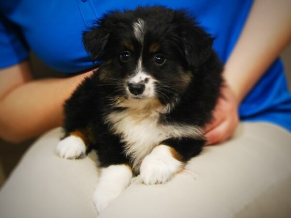 Australian Shepherd DOG Male Black 17108 Petland Iowa City, Iowa