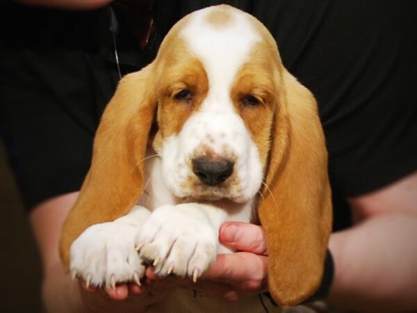 Basset Hound DOG Male Lemon / White 17109 Petland Iowa City, Iowa