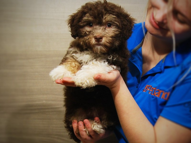 Havanese Dog Female Chocolate 17110