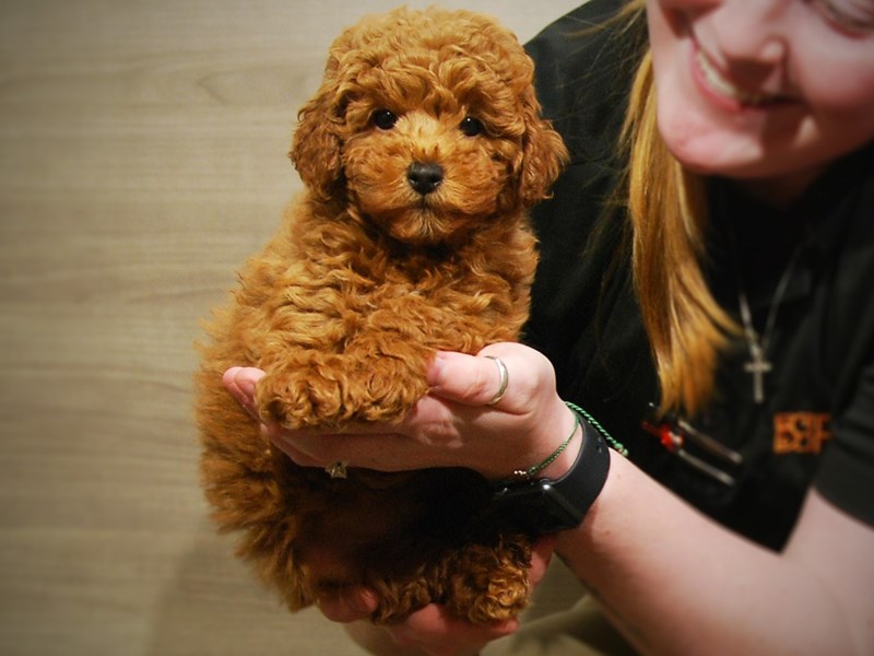 Poodle Dog Male Red 17113