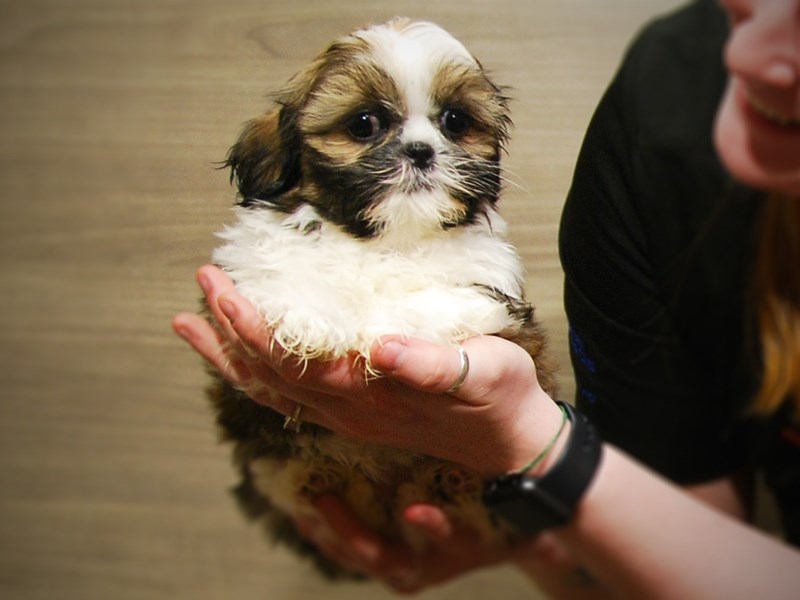 Shih Tzu Dog Female Brown / White 17114