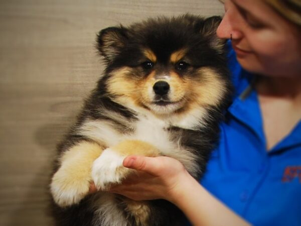 Pomsky 2nd Gen DOG Male Black / White 17115 Petland Iowa City, Iowa