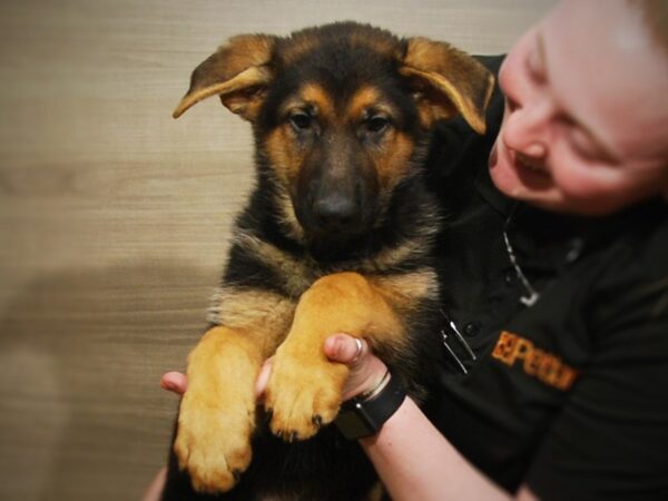 German Shepherd-DOG-Male-Black and Tan-17118-Petland Iowa City, Iowa