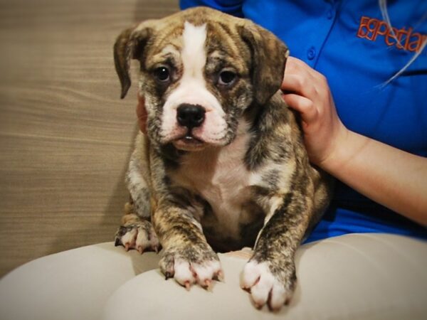 Victorian Bulldog DOG Female brindle 17119 Petland Iowa City, Iowa