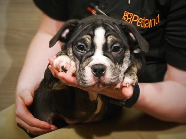 Victorian Bulldog DOG Male Tri Color 17120 Petland Iowa City, Iowa