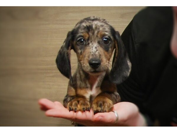 Dachshund DOG Male Black & Silver Daple 17123 Petland Iowa City, Iowa