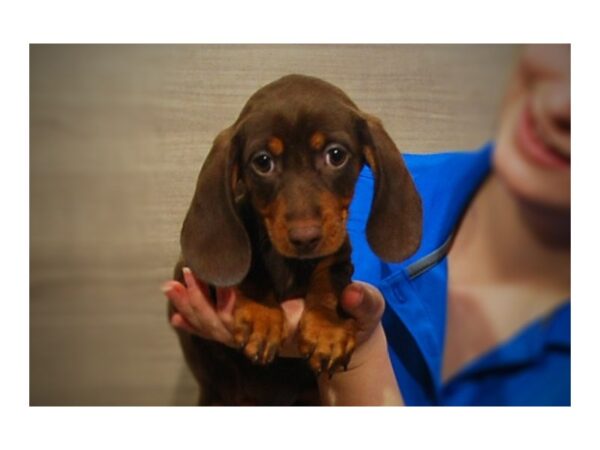 Dachshund DOG Female Chlt & tn 17124 Petland Iowa City, Iowa