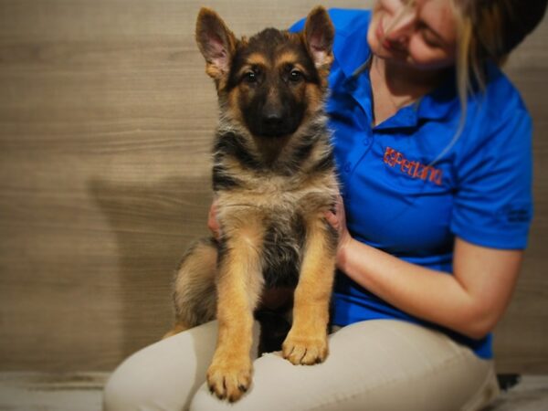 German Shepherd DOG Female Black and Tan 17117 Petland Iowa City, Iowa