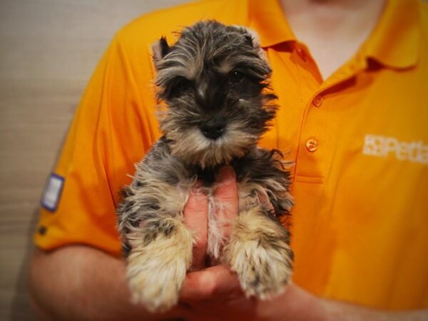 Miniature Schnauzer DOG Male Blue Merle 17111 Petland Iowa City, Iowa