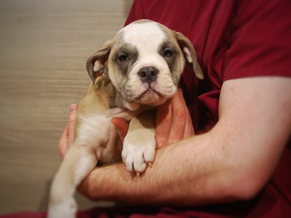 Olde Bulldog-DOG-Female-Blue Fawn-17121-Petland Iowa City, Iowa