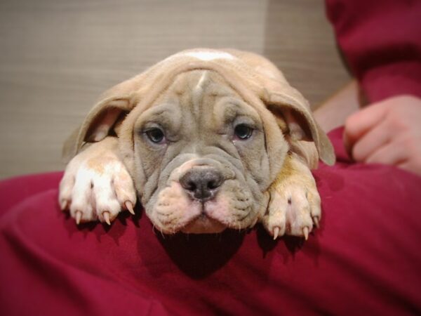 Olde Bulldog DOG Male Blue Fawn 17122 Petland Iowa City, Iowa