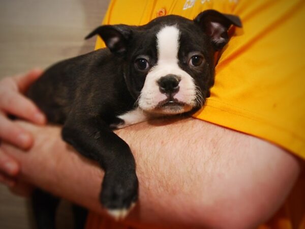 Boston Terrier-DOG-Male-Black / White-17125-Petland Iowa City, Iowa