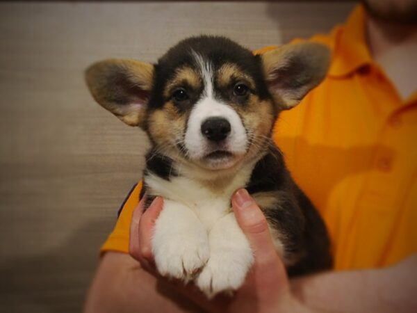 Pembroke Welsh Corgi-DOG-Male-Black / White-17126-Petland Iowa City, Iowa