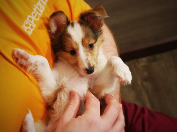 Shetland Sheepdog-DOG-Female-Sable Merle-17127-Petland Iowa City, Iowa