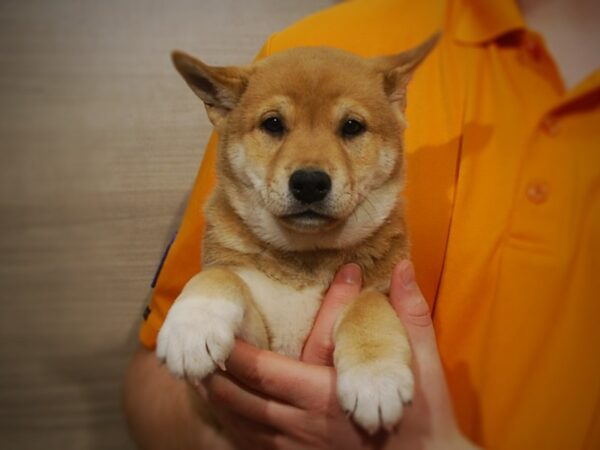 Shiba Inu DOG Male Red 17128 Petland Iowa City, Iowa