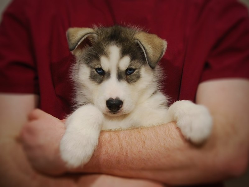 Siberian Husky Dog Male Gray / White 17129