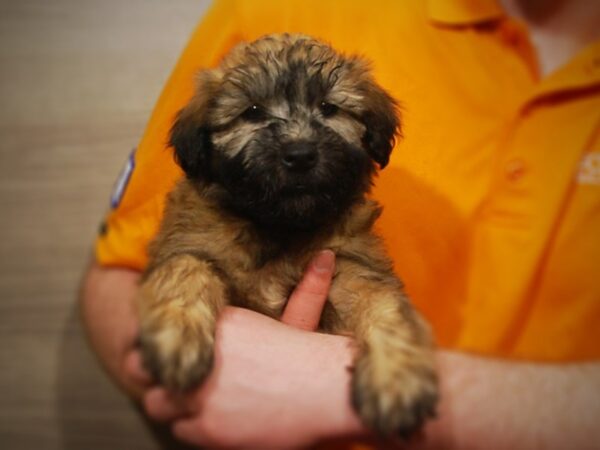 Soft Coated Wheaten Terrier-DOG-Male-Wheaten-17130-Petland Iowa City, Iowa