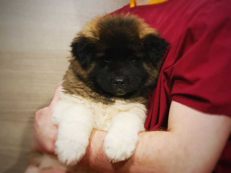 Akita Dog Female Black / White 17131
