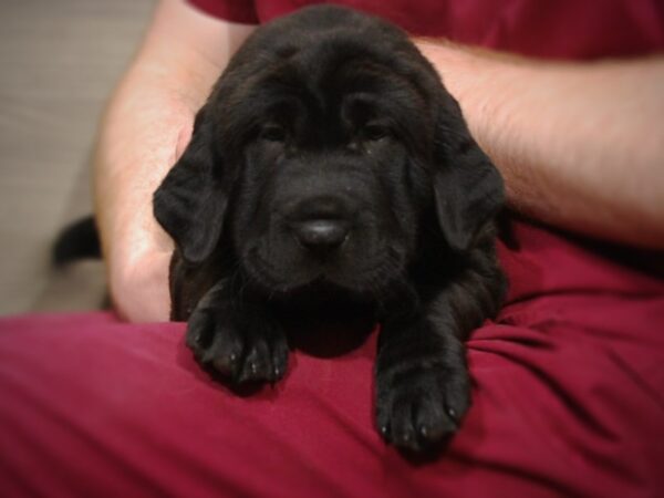 Chinese Shar-Pei-DOG-Female-Black-17132-Petland Iowa City, Iowa