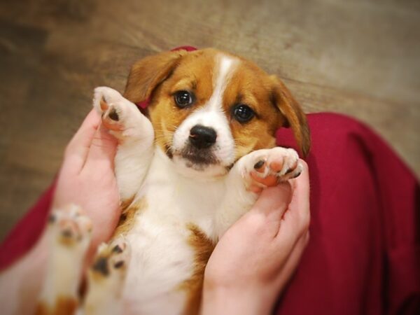 Pembroke Welsh Corgi/Beagle-DOG-Male-Red / White-17133-Petland Iowa City, Iowa