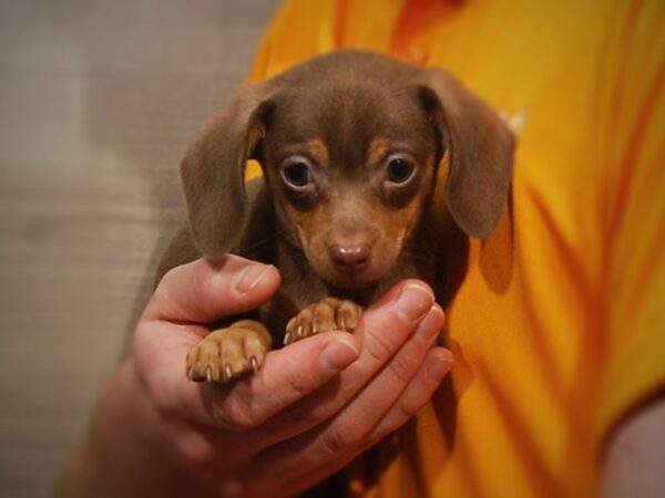 Chiweenie-DOG-Male-Charcoal-17134-Petland Iowa City, Iowa