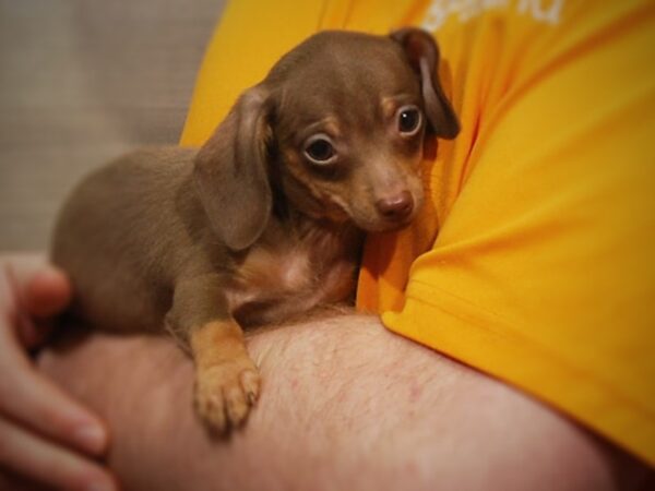 Chiweenie DOG Male Charcoal 17135 Petland Iowa City, Iowa