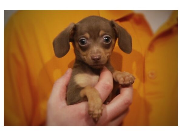 Chiweenie DOG Male Charcoal 17136 Petland Iowa City, Iowa