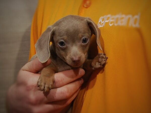 Chiweenie DOG Male Charcoal 17137 Petland Iowa City, Iowa