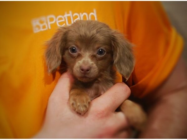 Chiweenie-DOG-Female-Charcoal-17138-Petland Iowa City, Iowa