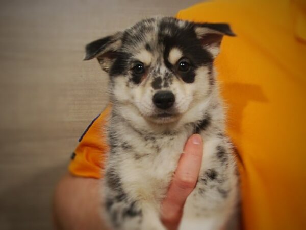 Pomsky DOG Female Blue Merle 17140 Petland Iowa City, Iowa