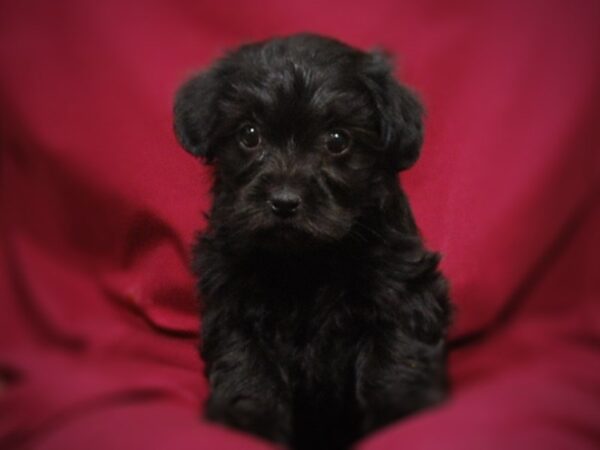 Yorkipoo DOG Female Black 17141 Petland Iowa City, Iowa