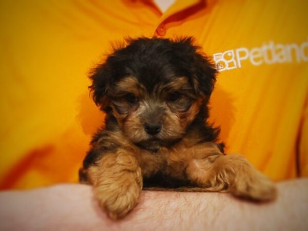 Yorkipoo DOG Male Black & Tan 17142 Petland Iowa City, Iowa