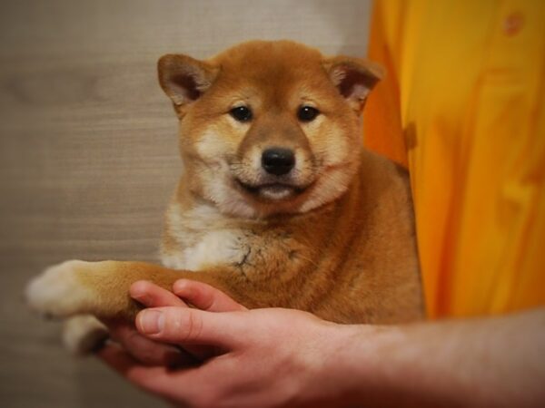 Shiba Inu DOG Male Red & White 17143 Petland Iowa City, Iowa