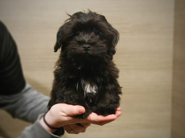 Havanese DOG Male Black 17105 Petland Iowa City, Iowa