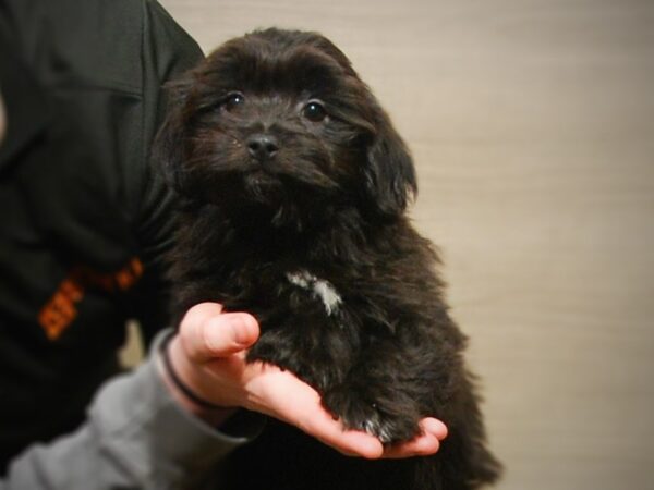 Havanese DOG Male Black 17106 Petland Iowa City, Iowa