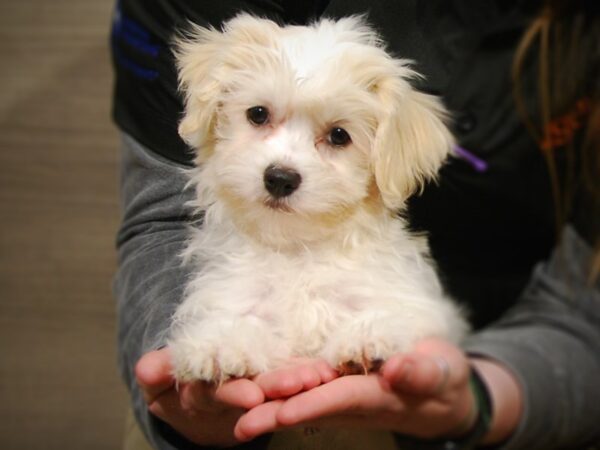 Havanese DOG Female Cream 17144 Petland Iowa City, Iowa