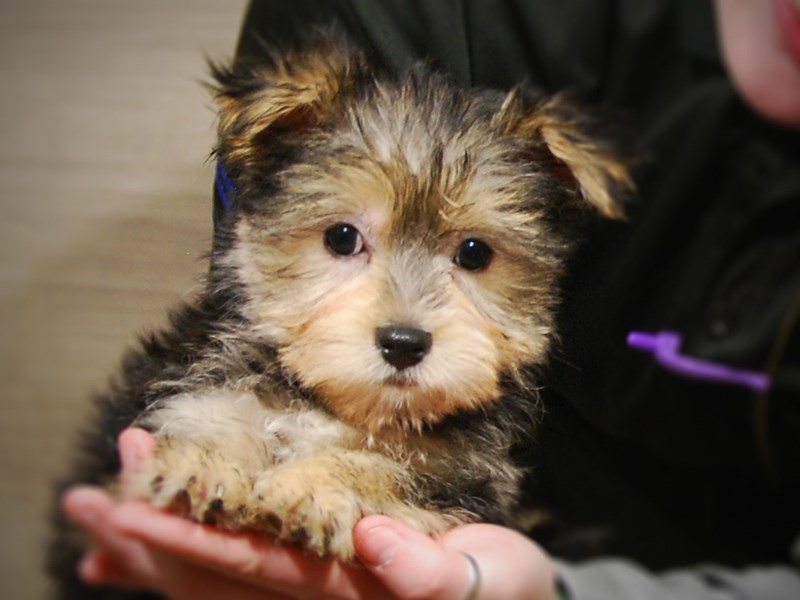 Morkie Dog Male Black 17148