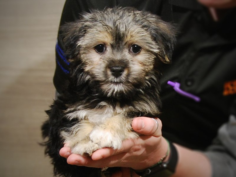 Morkie Dog Female Black 17149