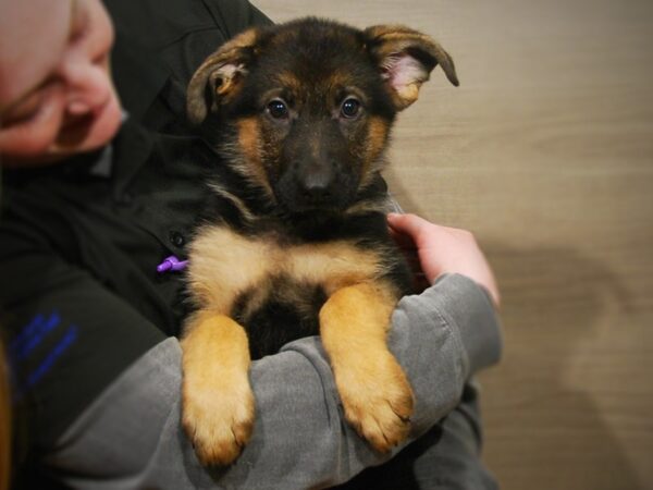 German Shepherd DOG Female Black and Tan 17150 Petland Iowa City, Iowa