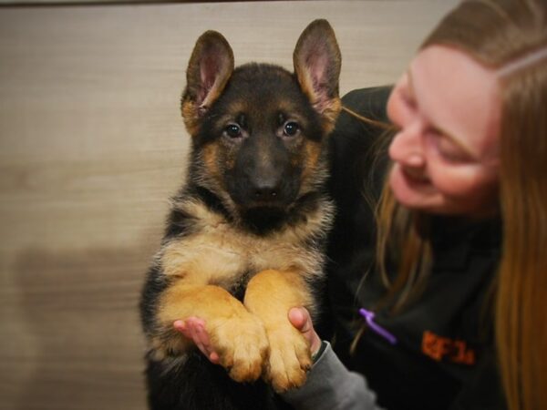 German Shepherd DOG Female Black and Tan 17151 Petland Iowa City, Iowa