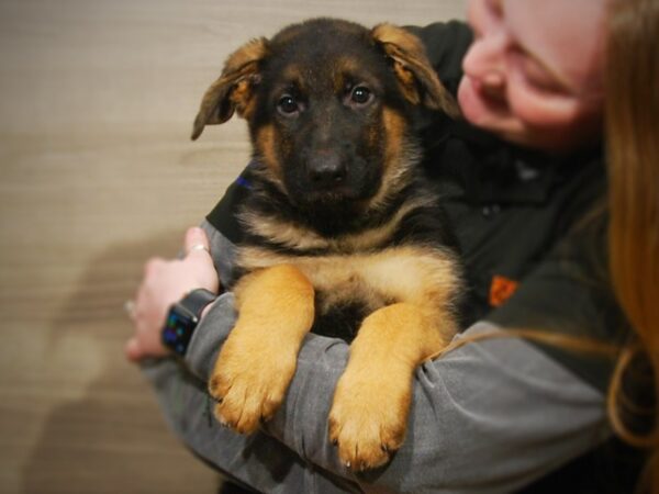 German Shepherd DOG Male Black and Tan 17152 Petland Iowa City, Iowa