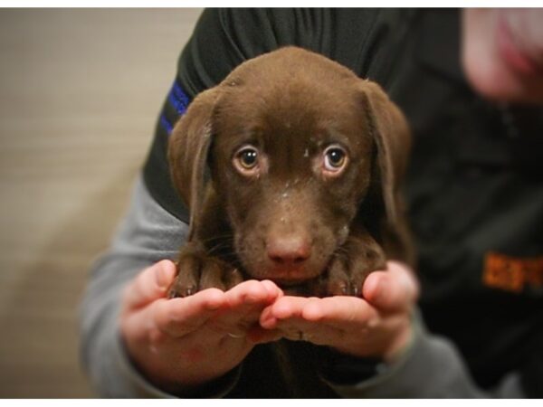 Labrador Retriever DOG Male Chocolate 17153 Petland Iowa City, Iowa