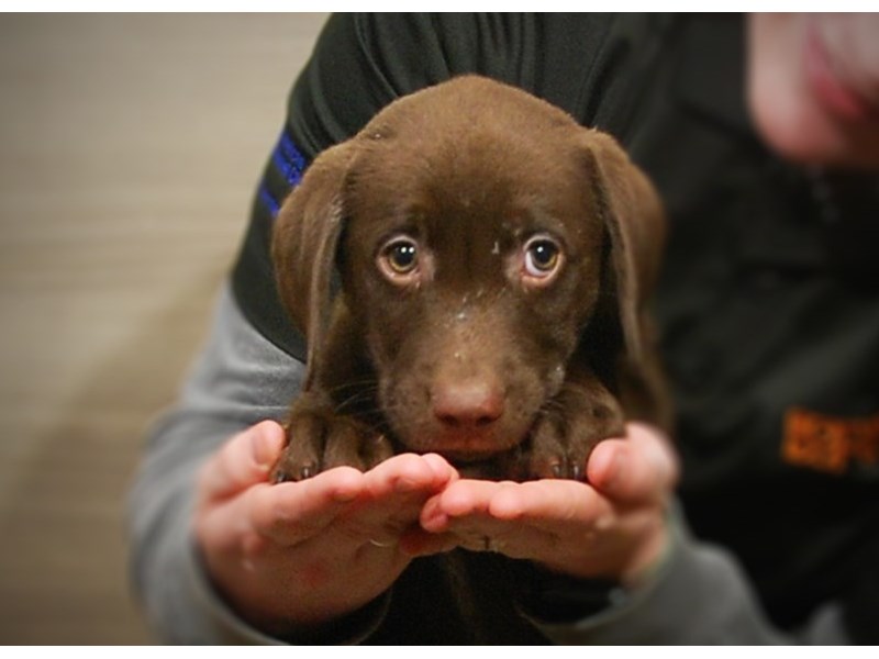 Labrador Retriever Dog Male Chocolate 17153