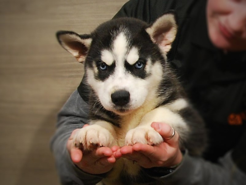 Siberian Husky Dog Female black/White 17154