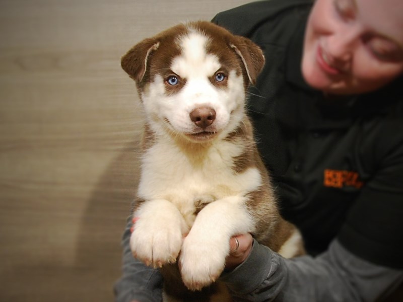 Siberian Husky Dog Male Red/White 17155