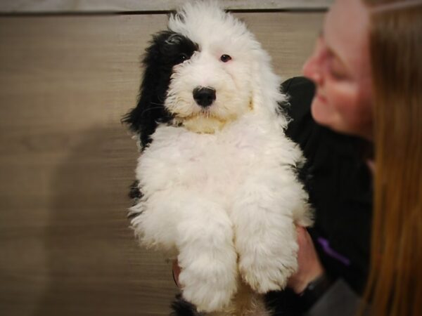 Old English Sheepdog/Poodle-DOG-Male-Black / White-17156-Petland Iowa City, Iowa