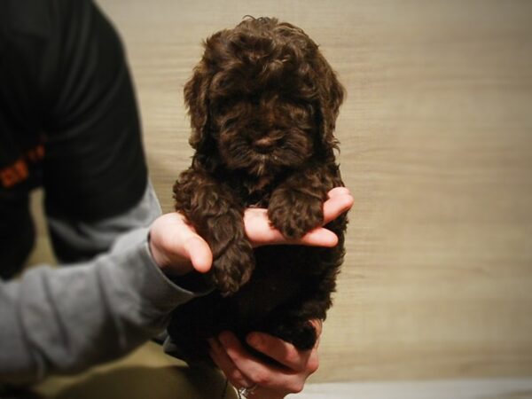 Cock A Poo 2nd Gen DOG Female Chocolate / White 17157 Petland Iowa City, Iowa